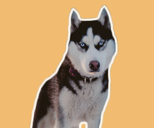 哈士奇吃什么對(duì)毛好