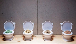 怎么教貓咪用貓砂