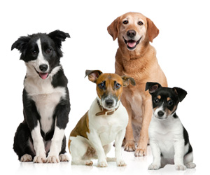 狗狗驅(qū)蟲要注意什么