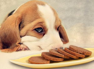 狗狗絕育后飲食注意要點