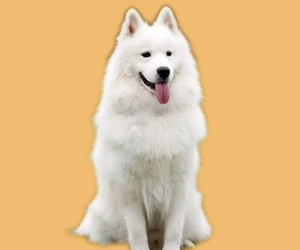 薩摩耶吃什么對(duì)毛好