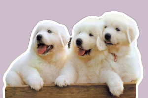 薩摩耶幼犬飼養(yǎng)方法