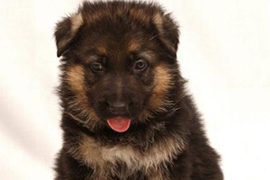 德牧幼犬怎么喂養(yǎng)方法