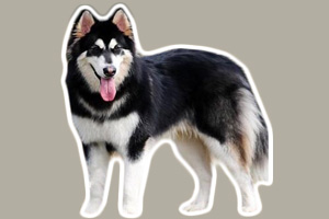 阿拉斯加雪橇犬吃什么對毛好