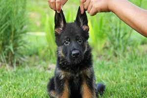 德國牧羊犬幼犬怎么喂養(yǎng)