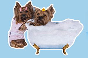 怎么給狗狗洗澡