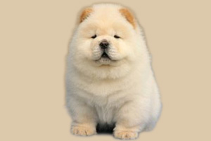 松獅幼犬怎么喂養(yǎng)