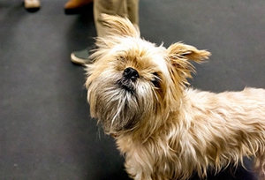 布魯塞爾格里芬犬怎么洗澡 洗澡步驟及注意事項(xiàng)