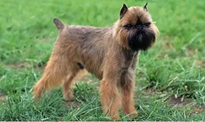 布魯塞爾格里芬犬怎么喂養(yǎng) 喂養(yǎng)要點(diǎn)介紹