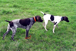 德國短毛波音達怎么養(yǎng) 德國短毛波音達飼養(yǎng)知識