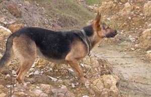 怎么給比利時(shí)特伏丹犬洗澡 比利時(shí)特伏丹犬洗澡教程