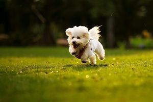 幼犬喂養(yǎng)注意事項