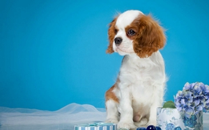 怎么給西班牙小獵犬洗澡 西班牙小獵犬洗澡注意事項(xiàng)