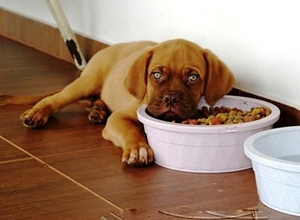 小狗吃多了怎么辦