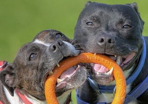 怎么給斯塔?？ざ放９Ｋ⒀?斯塔?？ざ放９Ｋ⒀啦襟E