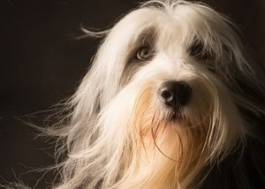 伯瑞犬怎么飼養(yǎng) 布雷獵犬飼養(yǎng)管理方法