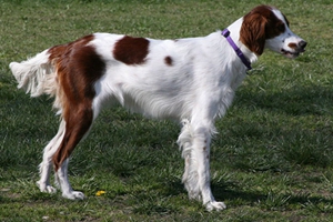 怎么養(yǎng)西班牙小獵犬 西班牙小獵犬喂食注意事項(xiàng)