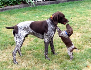 德國短毛波音達怎么護理 德國短毛波音達養(yǎng)護要點