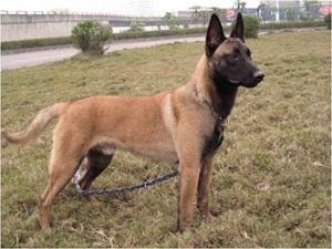 比利時(shí)特伏丹犬怎么剪指甲 比利時(shí)特伏丹犬剪指甲方法