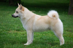 挪威布哈德犬眼睛如何護理 眼睛護理步驟