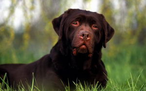 拉布拉多牙齒怎么清潔 拉布拉多口腔護理流程