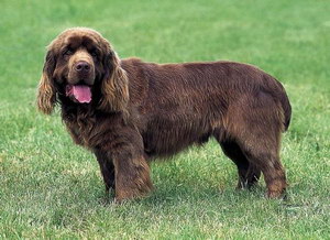 伯瑞犬眼睛清潔 布雷獵犬眼睛護理方法