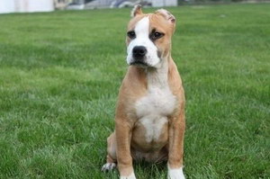 斯塔福郡斗牛梗耳朵怎么清潔 斯塔?？ざ放９６渥o理方法