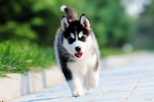 哈士奇耳朵怎么清潔 哈士奇耳朵護理方法