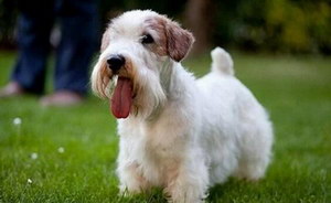 錫利哈姆梗牙齒怎么清潔 錫利哈姆?？谇蛔o(hù)理流程