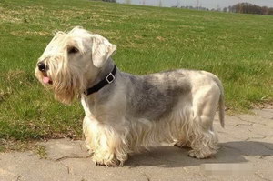 錫利哈姆梗怎么養(yǎng) 錫利哈姆梗飼養(yǎng)注意事項(xiàng)