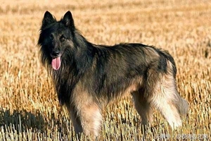 比利時特伏丹犬怎么護理 毛發(fā)護理方法介紹