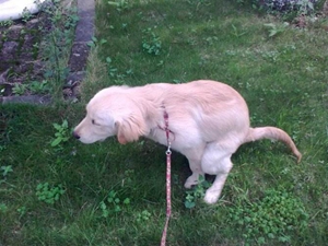 狗尿味怎么去除