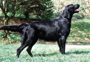 平毛尋回犬怎么洗澡 平毛尋回獵犬洗澡教程