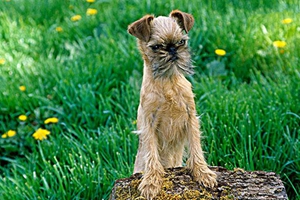 布魯塞爾格里芬犬吃什么 布魯塞爾格里芬犬喂養(yǎng)介紹