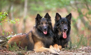 比利時特伏丹犬怎么養(yǎng) 比利時特伏丹犬飼養(yǎng)方法