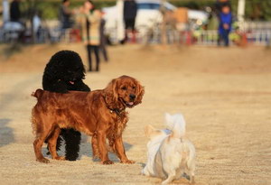 田野小獵犬耳朵怎么清潔 田野小獵犬耳朵護理方法