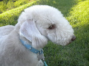 貝靈頓梗牙齒怎么清潔 貝靈頓?？谇蛔o(hù)理方法