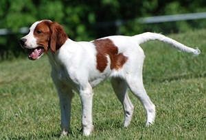 怎么給愛爾蘭紅白雪達犬刷牙 愛爾蘭紅白雪達犬刷牙教程