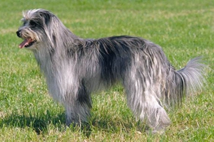 比利牛斯牧羊犬好養(yǎng)嗎 比利牛斯牧羊犬飼養(yǎng)技巧