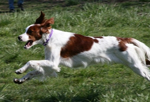 愛爾蘭紅白雪達(dá)犬怎么護(hù)理 日常護(hù)理注意事項(xiàng)