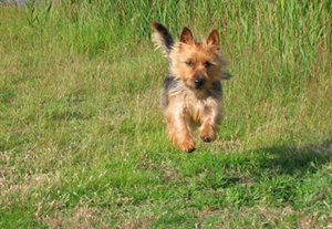 澳大利亞梗怎么喂養(yǎng) 澳大利亞梗喂養(yǎng)技巧