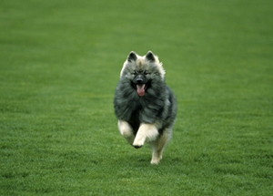 荷蘭毛獅犬怎么護毛 荷蘭毛獅犬被毛護理方法