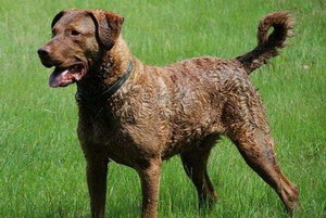 卷毛尋回犬怎么養(yǎng) 卷毛尋回犬飼養(yǎng)方法及注意事項