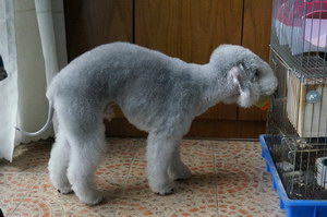 貝靈頓梗怎么剪指甲 貝靈頓梗指甲修剪方法