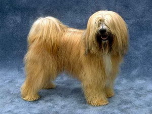 西藏梗怎么自制狗糧 西藏梗自制狗糧制作方法