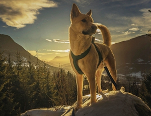 如何給卡南犬刷牙 卡南犬刷牙方法