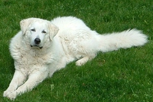 庫(kù)瓦茲犬指甲怎么修剪 庫(kù)瓦茲犬指甲修剪方法