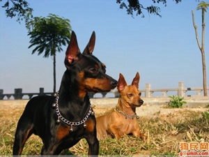 玩具曼徹斯特犬怎么洗澡 玩具曼徹斯特犬洗澡步驟