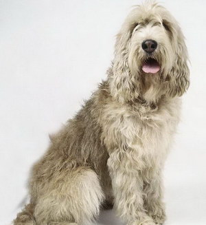 奧達(dá)獵犬牙齒怎么護理 獵水獺犬口腔清潔流程