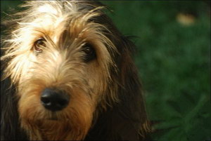 奧達(dá)獵犬耳朵怎么清潔 獵水獺犬耳朵護理流程